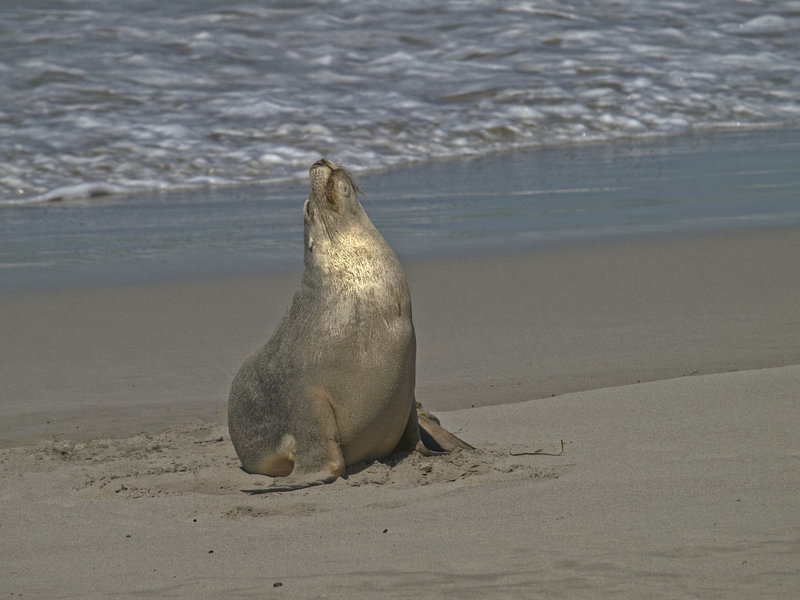 Kangaroo Island, Sea Lion